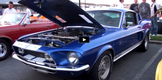 shelby gt500 mustangs car show
